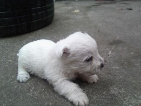 westie2.jpg